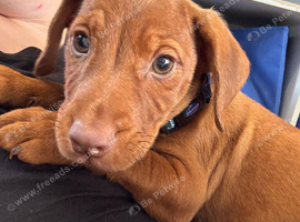 Male Cocker spaniel cross