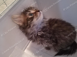 Maine coon x