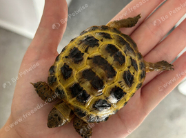 Horsfield tortoise for sale