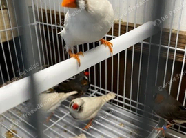 Young Zebra Finches
