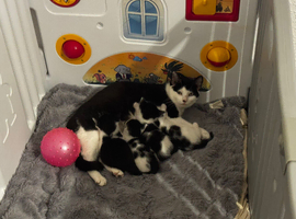 4 kittens looking for homes