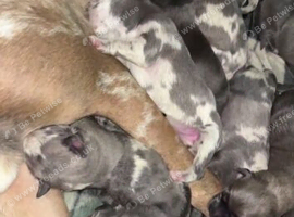 Cane corso x puppies