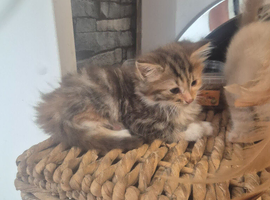 3/4 maine coon 1/4 siamese kittens
