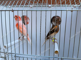 2025 harlequin pair