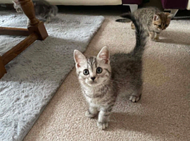 British Blue Shorthair kittens