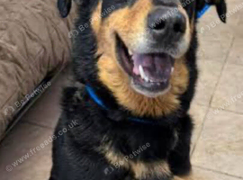 Rottweiler x German Shepherd mix