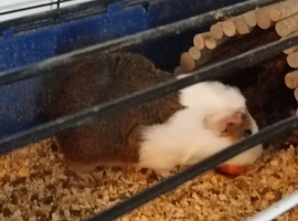 Guinea pigs