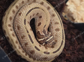 Female conda hognose