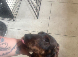 KC Reg Teckle Dachshund Stud For Sale