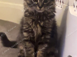 Gorgeous Mixed Colored Tabby Cat.