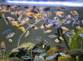Cichlids available! 2 inch