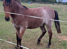 Rising 2 year old gelding