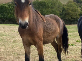 Rising 2 Dartmoor Gelding