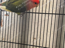 Male lovebird