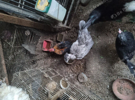 Bentum hens and cockeral for sale