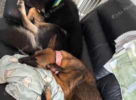 Female Malinois cross