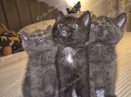 3x Male Kittens. READY NOW