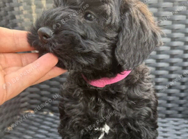 Toy Schnoodle puppies