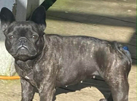 French bull dog
