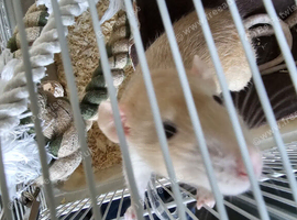 2 cute boy rats