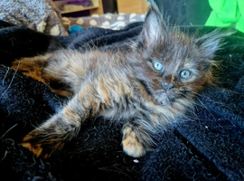 Pure Maine coon