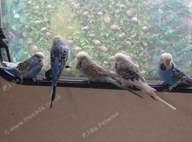 Few pairs of budgies for sale this year's birds