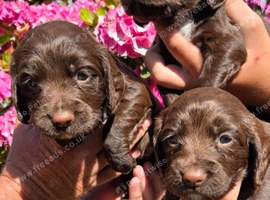 Working sprocker puppies