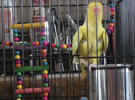 Young yellow pied ringneck + cage