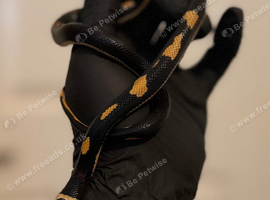 Imperial Milk Snake