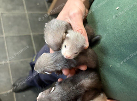 Micro kits