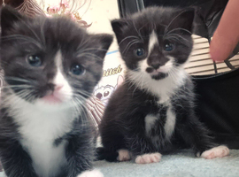 Stunning Girl and boy Kitten with beautiful markings looking for their forever homes