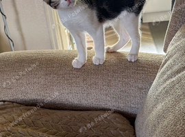 female kitten