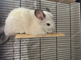 2 chinchilla brothers