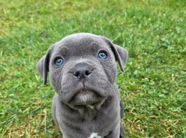 Beautiful Blue Staffy Girl &ndash; Last Puppy Available