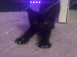 7 beautiful kittens for sale