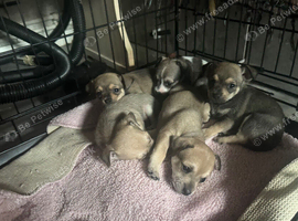 Pomchi puppies for sale