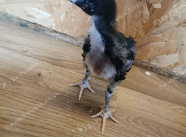 Asil cock bird