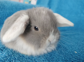 Baby mini lops for sale