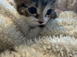 3 little bengal mixed tabby kittens