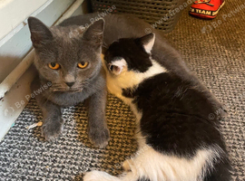 British blue cross kitten