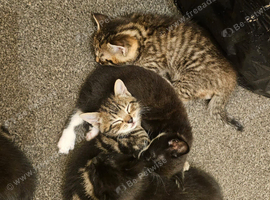 Tabby and tabby black kittens for sale