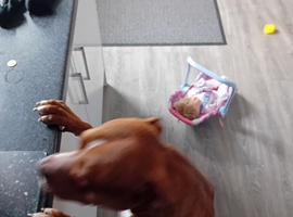 Stud rednose pitbull