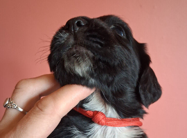 6 stunning working cocker spaniels