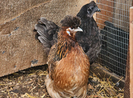 Three Satin Silkie Laying hens for sale