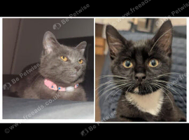 Bonded Pair MUST Stay Together - Luna & Simba - Indoor Cats - Derby