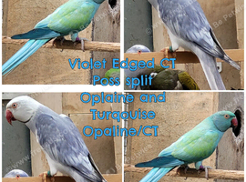 Breeding & pet Mutation Indian Ringneck Parrots