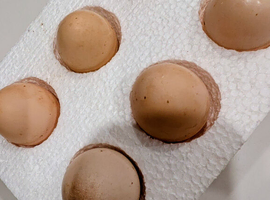 Silkie Hatching Eggs