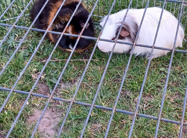 Guinea pigs for sale