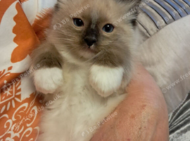 GCCF Ragdoll kittens