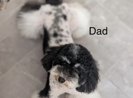 3 Stunning Maltipoo puppies are ready for new homes